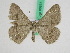  ( - BC ZFMK Lep 00675)  @14 [ ] Copyright (2010) Axel Hausmann/Bavarian State Collection of Zoology (ZSM) SNSB, Zoologische Staatssammlung Muenchen