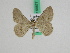  ( - BC ZFMK Lep 00677)  @13 [ ] Copyright (2010) Axel Hausmann/Bavarian State Collection of Zoology (ZSM) SNSB, Zoologische Staatssammlung Muenchen
