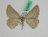  ( - BC ZFMK Lep 00678)  @13 [ ] Copyright (2010) Axel Hausmann/Bavarian State Collection of Zoology (ZSM) SNSB, Zoologische Staatssammlung Muenchen