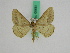  ( - BC ZFMK Lep 00681)  @13 [ ] Copyright (2010) Axel Hausmann/Bavarian State Collection of Zoology (ZSM) SNSB, Zoologische Staatssammlung Muenchen
