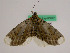  (Bracca olafhenkeli - BC ZFMK Lep 00697)  @13 [ ] Copyright (2010) Axel Hausmann/Bavarian State Collection of Zoology (ZSM) SNSB, Zoologische Staatssammlung Muenchen
