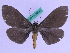  ( - BC ZFMK Lep 00711)  @13 [ ] Copyright (2010) Axel Hausmann/Bavarian State Collection of Zoology (ZSM) SNSB, Zoologische Staatssammlung Muenchen