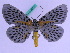 ( - BC ZFMK Lep 00715)  @14 [ ] Copyright (2010) Axel Hausmann/Bavarian State Collection of Zoology (ZSM) SNSB, Zoologische Staatssammlung Muenchen
