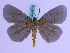  ( - BC ZFMK Lep 00716)  @14 [ ] Copyright (2010) Axel Hausmann/Bavarian State Collection of Zoology (ZSM) SNSB, Zoologische Staatssammlung Muenchen