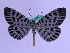  ( - BC ZFMK Lep 00719)  @13 [ ] Copyright (2010) Axel Hausmann/Bavarian State Collection of Zoology (ZSM) SNSB, Zoologische Staatssammlung Muenchen