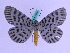  ( - BC ZFMK Lep 00720)  @14 [ ] Copyright (2010) Axel Hausmann/Bavarian State Collection of Zoology (ZSM) SNSB, Zoologische Staatssammlung Muenchen