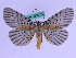  ( - BC ZFMK Lep 00725)  @14 [ ] Copyright (2010) Axel Hausmann/Bavarian State Collection of Zoology (ZSM) SNSB, Zoologische Staatssammlung Muenchen