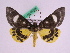  ( - BC ZFMK Lep 00728)  @14 [ ] Copyright (2010) Axel Hausmann/Bavarian State Collection of Zoology (ZSM) SNSB, Zoologische Staatssammlung Muenchen