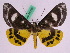  (Bracca bajularia - BC ZFMK Lep 00729)  @15 [ ] Copyright (2010) Axel Hausmann/Bavarian State Collection of Zoology (ZSM) SNSB, Zoologische Staatssammlung Muenchen