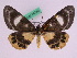  ( - BC ZFMK Lep 00730)  @11 [ ] Copyright (2010) Axel Hausmann/Bavarian State Collection of Zoology (ZSM) SNSB, Zoologische Staatssammlung Muenchen