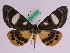  ( - BC ZFMK Lep 00731)  @14 [ ] Copyright (2010) Axel Hausmann/Bavarian State Collection of Zoology (ZSM) SNSB, Zoologische Staatssammlung Muenchen