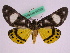  ( - BC ZFMK Lep 00732)  @15 [ ] Copyright (2010) Axel Hausmann/Bavarian State Collection of Zoology (ZSM) SNSB, Zoologische Staatssammlung Muenchen