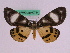  ( - BC ZFMK Lep 00734)  @14 [ ] Copyright (2010) Axel Hausmann/Bavarian State Collection of Zoology (ZSM) SNSB, Zoologische Staatssammlung Muenchen