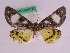  ( - BC ZFMK Lep 00735)  @13 [ ] Copyright (2010) Axel Hausmann/Bavarian State Collection of Zoology (ZSM) SNSB, Zoologische Staatssammlung Muenchen