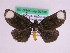 (Bracca teleleuca - BC ZFMK Lep 00736)  @14 [ ] Copyright (2010) Axel Hausmann/Bavarian State Collection of Zoology (ZSM) SNSB, Zoologische Staatssammlung Muenchen