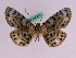  (Bracca rotundata - BC ZFMK Lep 00737)  @13 [ ] Copyright (2010) Axel Hausmann/Bavarian State Collection of Zoology (ZSM) SNSB, Zoologische Staatssammlung Muenchen