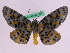  (Bracca interrupta - BC ZFMK Lep 00741)  @14 [ ] Copyright (2010) Axel Hausmann/Bavarian State Collection of Zoology (ZSM) SNSB, Zoologische Staatssammlung Muenchen