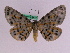  ( - BC ZFMK Lep 00742)  @11 [ ] Copyright (2010) Axel Hausmann/Bavarian State Collection of Zoology (ZSM) SNSB, Zoologische Staatssammlung Muenchen