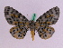  ( - BC ZFMK Lep 00743)  @13 [ ] Copyright (2010) Axel Hausmann/Bavarian State Collection of Zoology (ZSM) SNSB, Zoologische Staatssammlung Muenchen