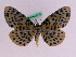 (Bracca treadawayi - BC ZFMK Lep 00744)  @14 [ ] Copyright (2010) Axel Hausmann/Bavarian State Collection of Zoology (ZSM) SNSB, Zoologische Staatssammlung Muenchen