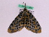  ( - BC ZFMK Lep 00745)  @13 [ ] Copyright (2010) Axel Hausmann/Bavarian State Collection of Zoology (ZSM) SNSB, Zoologische Staatssammlung Muenchen