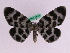  ( - BC ZFMK Lep 00748)  @14 [ ] Copyright (2010) Axel Hausmann/Bavarian State Collection of Zoology (ZSM) SNSB, Zoologische Staatssammlung Muenchen