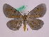  ( - BC ZFMK Lep 00749)  @12 [ ] Copyright (2010) Axel Hausmann/Bavarian State Collection of Zoology (ZSM) SNSB, Zoologische Staatssammlung Muenchen