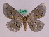  ( - BC ZFMK Lep 00750)  @12 [ ] Copyright (2010) Axel Hausmann/Bavarian State Collection of Zoology (ZSM) SNSB, Zoologische Staatssammlung Muenchen