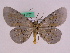  ( - BC ZFMK Lep 00751)  @12 [ ] Copyright (2010) Axel Hausmann/Bavarian State Collection of Zoology (ZSM) SNSB, Zoologische Staatssammlung Muenchen