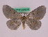  ( - BC ZFMK Lep 00752)  @12 [ ] Copyright (2010) Axel Hausmann/Bavarian State Collection of Zoology (ZSM) SNSB, Zoologische Staatssammlung Muenchen