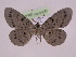  (Bracca georgiata ssp 2 - BC ZFMK Lep 00755_GWORF)  @13 [ ] Copyright (2010) Axel Hausmann/Bavarian State Collection of Zoology (ZSM) SNSB, Zoologische Staatssammlung Muenchen