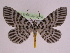  (Bracca georgiata - BC ZFMK Lep 00756_GWORF)  @14 [ ] Copyright (2010) Axel Hausmann/Bavarian State Collection of Zoology (ZSM) SNSB, Zoologische Staatssammlung Muenchen
