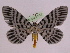  ( - BC ZFMK Lep 00757_GWORF)  @13 [ ] Copyright (2010) Axel Hausmann/Bavarian State Collection of Zoology (ZSM) SNSB, Zoologische Staatssammlung Muenchen