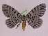  ( - BC ZFMK Lep 00758_GWORF)  @14 [ ] Copyright (2010) Axel Hausmann/Bavarian State Collection of Zoology (ZSM) SNSB, Zoologische Staatssammlung Muenchen