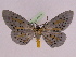  (Bracca adelindae - BC ZFMK Lep 00763_GWORF)  @13 [ ] Copyright (2010) Axel Hausmann/Bavarian State Collection of Zoology (ZSM) SNSB, Zoologische Staatssammlung Muenchen