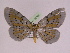  ( - BC ZFMK Lep 00764_GWORF)  @12 [ ] Copyright (2010) Axel Hausmann/Bavarian State Collection of Zoology (ZSM) SNSB, Zoologische Staatssammlung Muenchen
