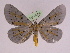  (Bracca adelindae sp. n - BC ZFMK Lep 00765_GWORF)  @13 [ ] Copyright (2010) Axel Hausmann/Bavarian State Collection of Zoology (ZSM) SNSB, Zoologische Staatssammlung Muenchen