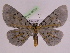  ( - BC ZFMK Lep 00766_GWORF)  @13 [ ] Copyright (2010) Axel Hausmann/Bavarian State Collection of Zoology (ZSM) SNSB, Zoologische Staatssammlung Muenchen