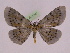  ( - BC ZFMK Lep 00767_GWORF)  @12 [ ] Copyright (2010) Axel Hausmann/Bavarian State Collection of Zoology (ZSM) SNSB, Zoologische Staatssammlung Muenchen