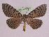  (Bracca fritillaria - BC ZFMK Lep 00768_GWORF)  @14 [ ] Copyright (2010) Axel Hausmann/Bavarian State Collection of Zoology (ZSM) SNSB, Zoologische Staatssammlung Muenchen