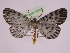  ( - BC ZFMK Lep 00769_GWORF)  @13 [ ] Copyright (2010) Axel Hausmann/Bavarian State Collection of Zoology (ZSM) SNSB, Zoologische Staatssammlung Muenchen
