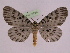  (Bracca subfumosa - BC ZFMK Lep 00770_GWORF)  @14 [ ] Copyright (2010) Axel Hausmann/Bavarian State Collection of Zoology (ZSM) SNSB, Zoologische Staatssammlung Muenchen