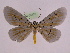  (Bracca georgiata pervasata - BC ZFMK Lep 00776_GWORF)  @14 [ ] Copyright (2010) Axel Hausmann/Bavarian State Collection of Zoology (ZSM) SNSB, Zoologische Staatssammlung Muenchen