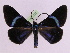 (Milionia everetti - BC ZFMK Lep 00782_GWORF)  @13 [ ] Copyright (2010) Axel Hausmann/Bavarian State Collection of Zoology (ZSM) SNSB, Zoologische Staatssammlung Muenchen