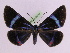  ( - BC ZFMK Lep 00783_GWORF)  @13 [ ] Copyright (2010) Axel Hausmann/Bavarian State Collection of Zoology (ZSM) SNSB, Zoologische Staatssammlung Muenchen