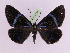  ( - BC ZFMK Lep 00784_GWORF)  @13 [ ] Copyright (2010) Axel Hausmann/Bavarian State Collection of Zoology (ZSM) SNSB, Zoologische Staatssammlung Muenchen