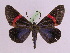  ( - BC ZFMK Lep 00792_GWORF)  @13 [ ] Copyright (2010) Axel Hausmann/Bavarian State Collection of Zoology (ZSM) SNSB, Zoologische Staatssammlung Muenchen