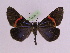  (Milionia stueningi - BC ZFMK Lep 00793_GWORF)  @14 [ ] Copyright (2010) Axel Hausmann/Bavarian State Collection of Zoology (ZSM) SNSB, Zoologische Staatssammlung Muenchen