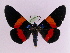  (Milionia drucei - BC ZFMK Lep 00795_GWORF)  @15 [ ] Copyright (2010) Axel Hausmann/Bavarian State Collection of Zoology (ZSM) SNSB, Zoologische Staatssammlung Muenchen