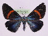  ( - BC ZFMK Lep 00797_GWORF)  @13 [ ] Copyright (2010) Axel Hausmann/Bavarian State Collection of Zoology (ZSM) SNSB, Zoologische Staatssammlung Muenchen